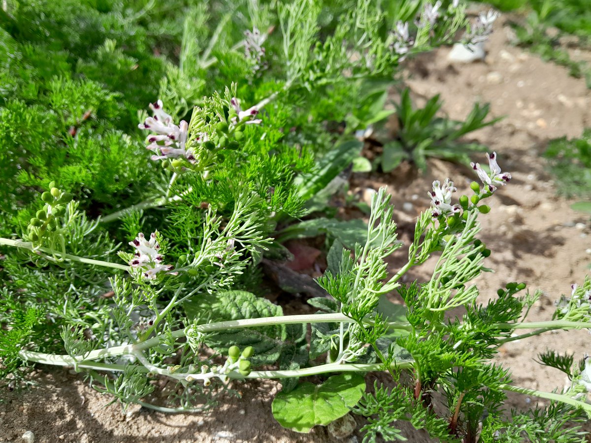 Breckland Farmers Wildlife Network tweet media