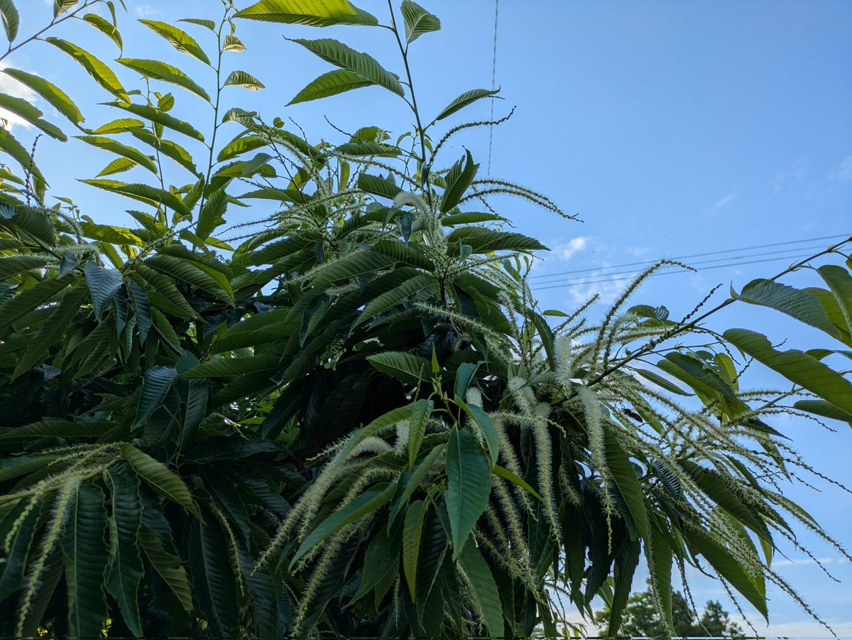 栗の花が咲き始めました🌰
瑞々しい香りで、大好きなんです🥰

一週間、お疲れさまでした😊