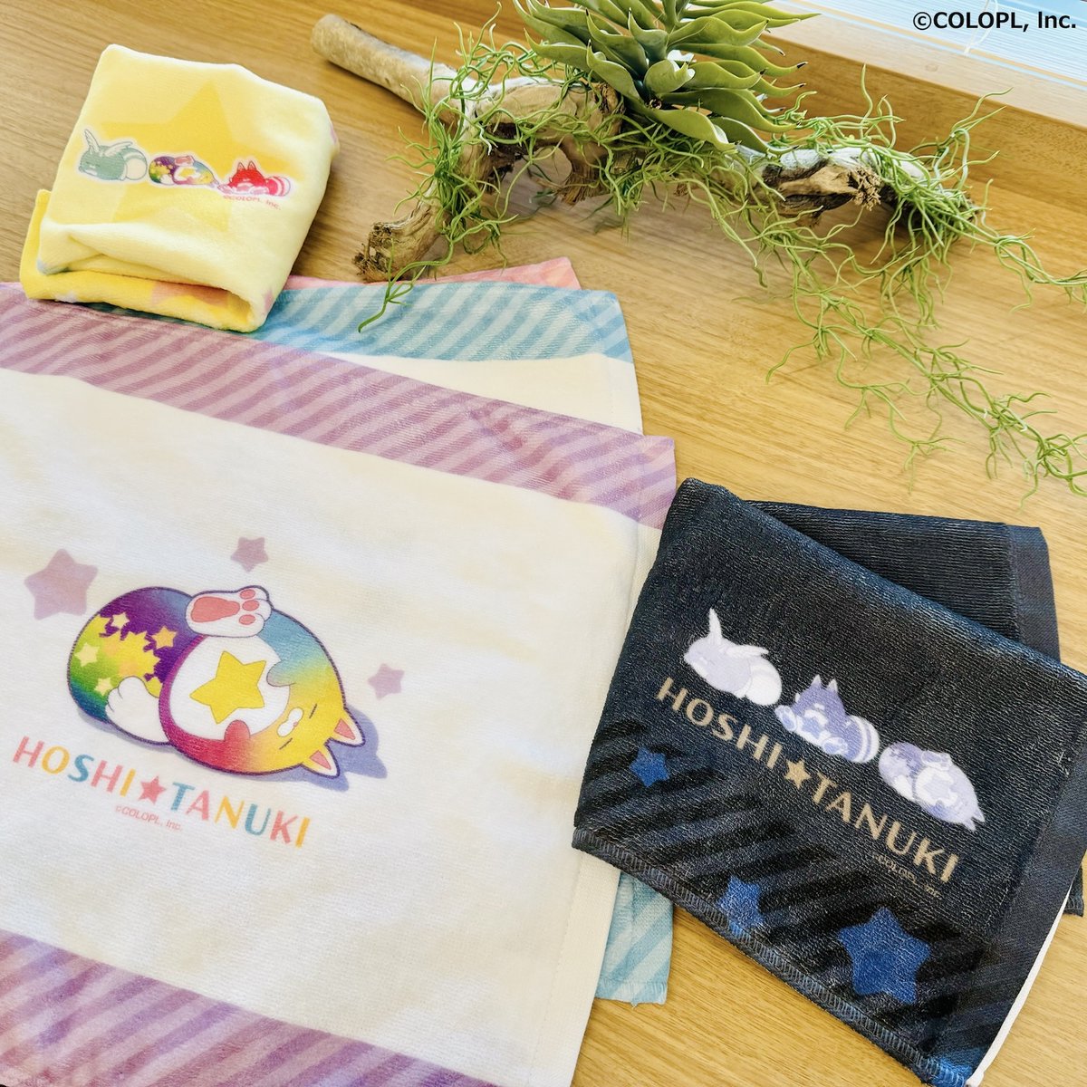 実物写真でご紹介♪／ ◤￣￣￣￣￣￣￣￣￣￣￣￣ #星たぬき人気投票