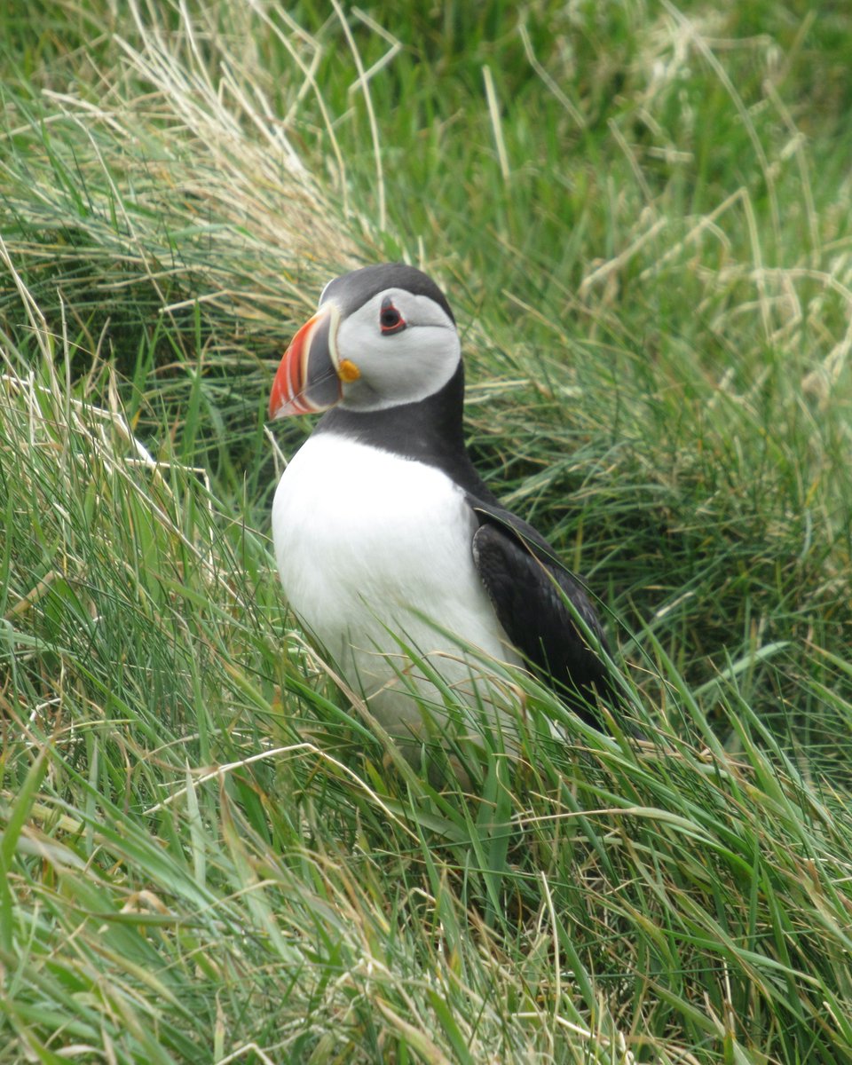 One of the best ways to experience Iona's surroundings is by taking a boat trip to the Isle of Staffa — home to dramatic basalt columns, the famous Fingal’s Cave, and, if you’re lucky, puffins during the summer months. 

#VisitIona #IsleOfStaffa #IslandAdventures #WildScotland