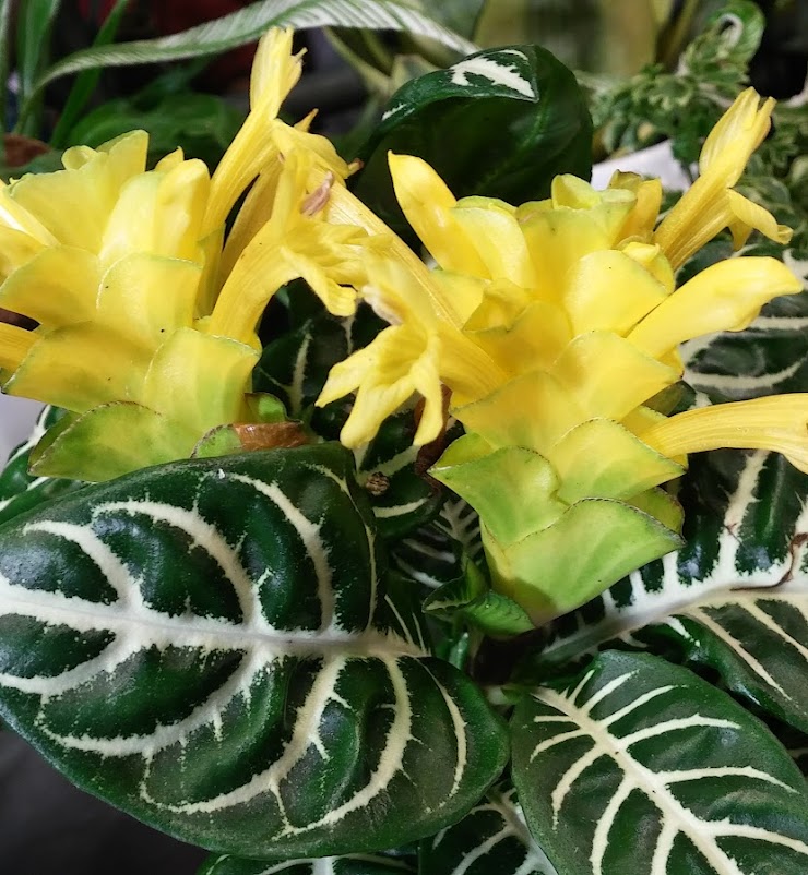 Aphelandra squarrosa 🪴