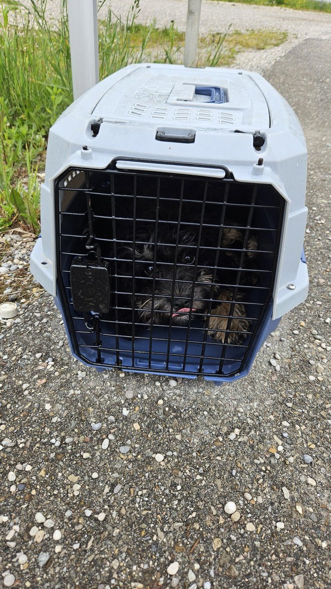 Tierschutzverein Freising e. V.
Kopie: 
Ein kleiner Hund. Eine nasse Box. Eine stille Nacht.
Und wieder stellt sich uns die Frage: Warum?
Am 28. Mai um 03:12 Uhr wurde vor dem Tierheim ein junger, kleiner Rüde ausgesetzt.
Allein. Eingesperrt in einer Transportbox – ungeschützt im