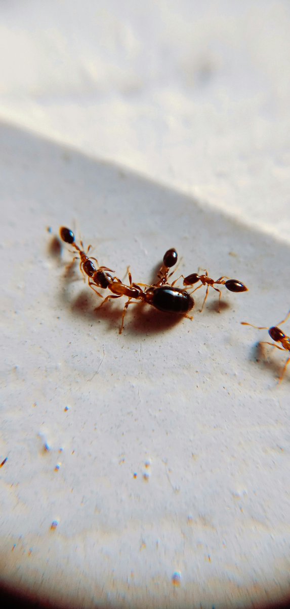 LitroMagazine's tweet image. This week’s second #FlashFriday selection:
In “This Ant Cannot Be Rescued” by Linda Temienor-Vincent, a moment in a bathroom becomes an existential study of strength, envy, and grace.
Read it here: bit.ly/4kkTXmI
#LitroFlash #WomenWriters #FictionFriday #FlashFriday