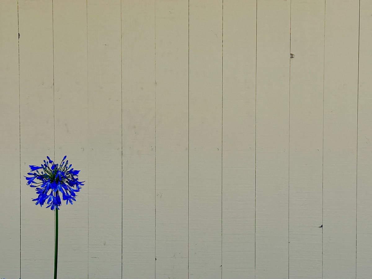 The weekend. Santa Cruz, Ca.