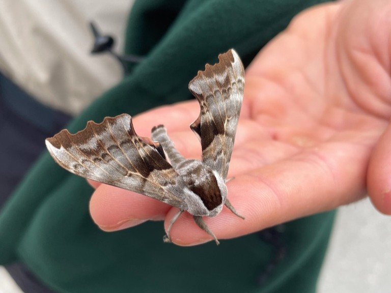 OntarioParks's tweet photo. Spotted on @iNaturalist! ๐๐ฆ
This striking One-eyed Sphinx moth (Smerinthus cerisyi) was found in #KillbearPP by Alex Heffernan.
Check it out: https://t.co/axliDi0J5F https://t.co/m9fGrVbH6L