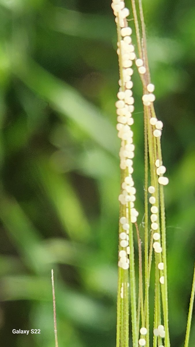 Found these guys this morning. Any idea?
<a href="/WheatPete/">Peter Johnson</a>
