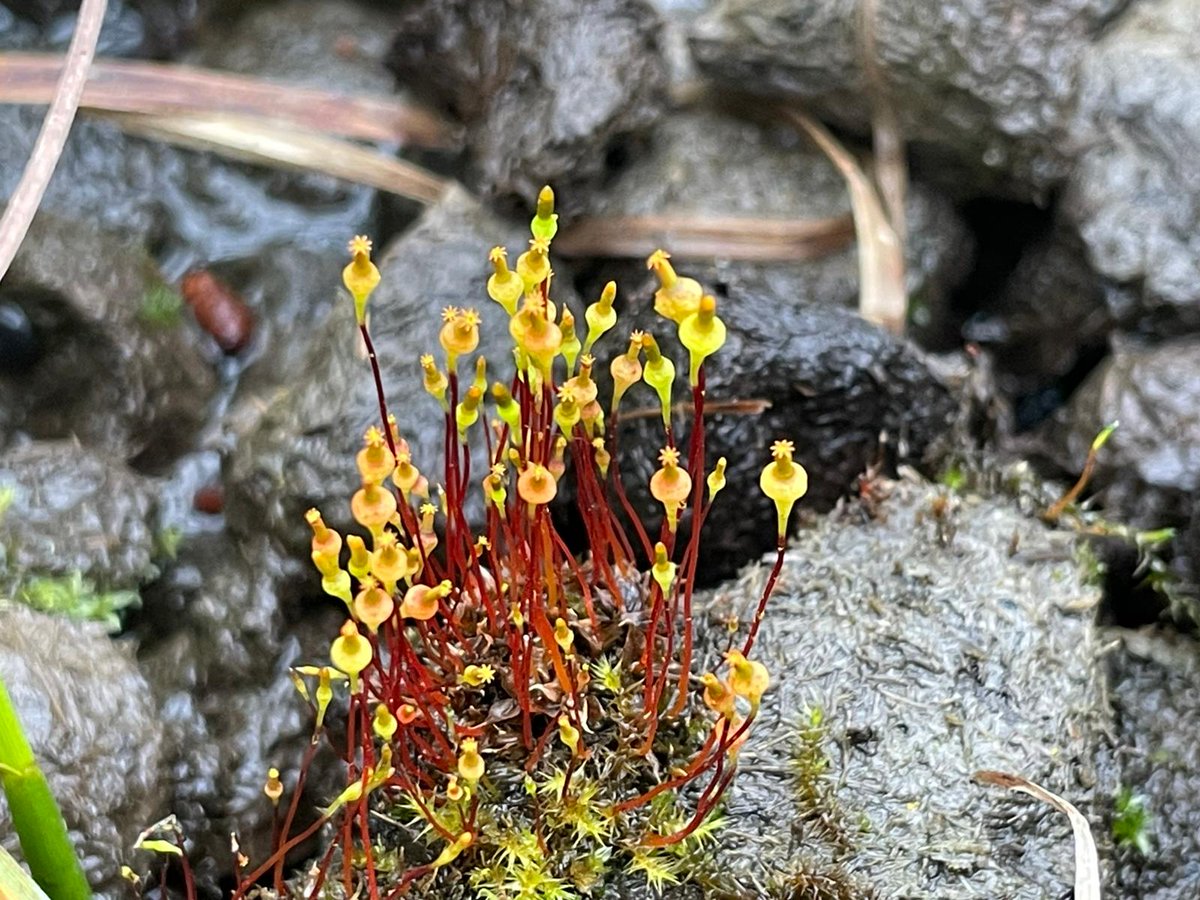 @PeatlandCymru (@peatlandcymru) on Twitter photo The enthusiasm for all things Nature by Wales Peatland Action colleagues is infectious! Dr Peter Jones MBE was delighted to share his photo of fruiting Spalchnum, found yesterday at Cors Bodeilio. It’s a dung-dwelling moss, found on a fen grazed by wild ponies.
<a href="/BBSbryology/">BBSBryology</a> The enthusiasm for all things Nature by Wales Peatland Action colleagues is infectious! Dr Peter Jones MBE was delighted to share his photo of fruiting Spalchnum, found yesterday at Cors Bodeilio. It’s a dung-dwelling moss, found on a fen grazed by wild ponies.
<a href="/BBSbryology/">BBSBryology</a>
