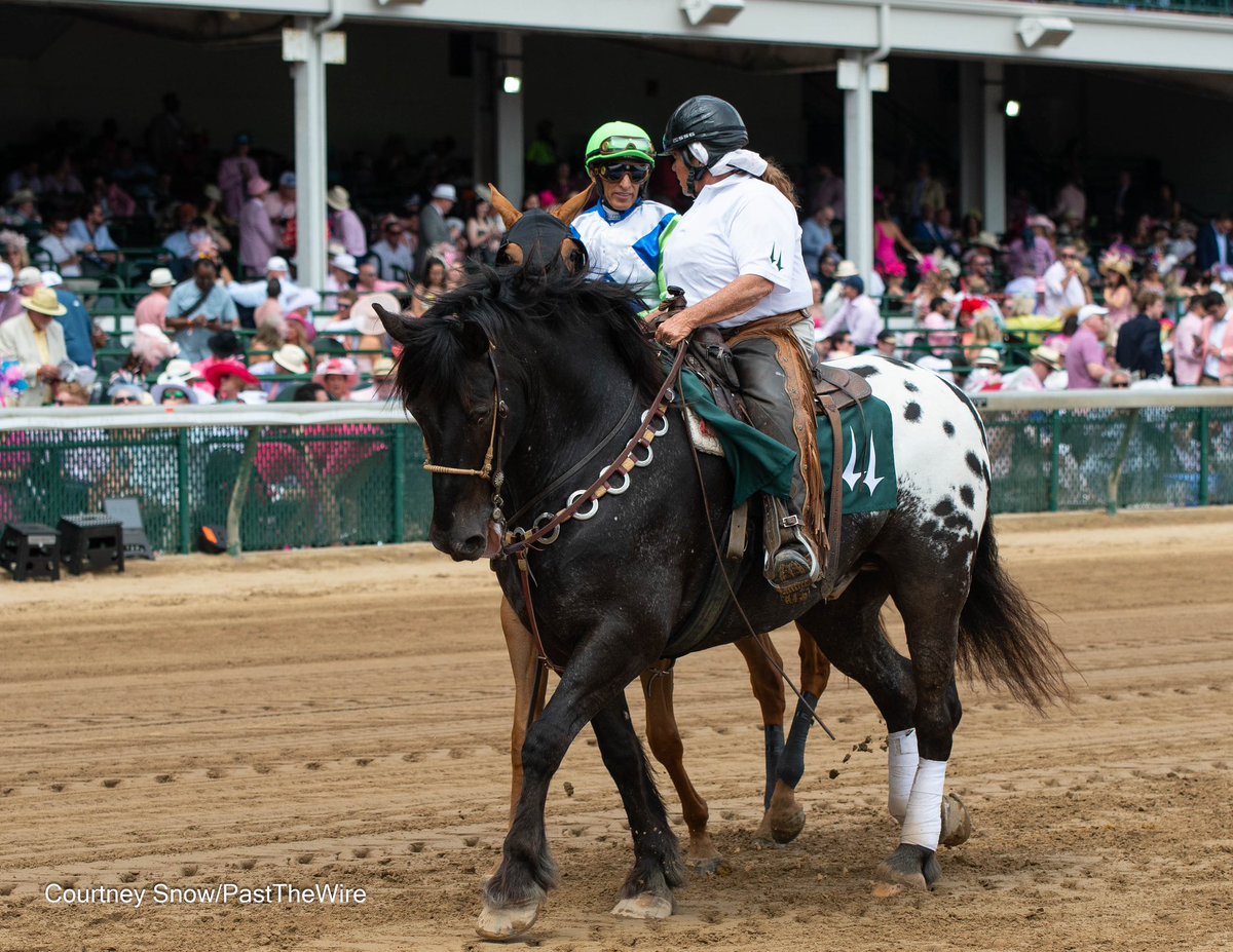 Everyone’s favorite pony horse Harley celebrates his 15th birthday today!! 😘