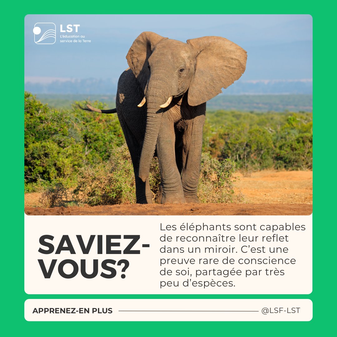 🧠 Des papillons qui goûtent avec leurs pattes aux éléphants conscients d’eux-mêmes, en passant par les plantes carnivores… la biodiversité,  c’est juste incroyable!

Prolongez l’apprentissage avec vos élèves grâce aux ressources disponibles sur R4R.ca/fr ! 🌱🎒