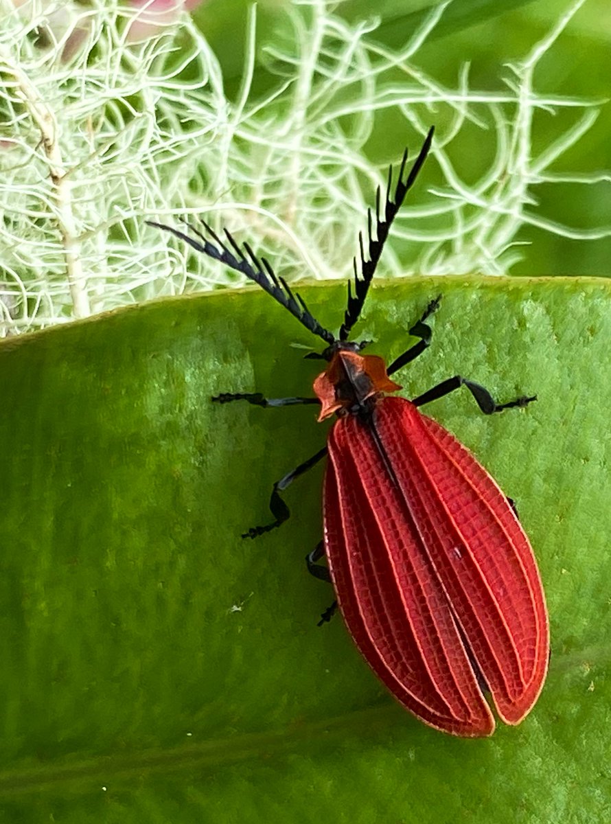 Bichodatos (@bichodatos) on Twitter photo Hoy nos encontramos con Caenia kirschi en el Monte Totumas, Panamá. No lo parece, pero se trata de un escarabajo en la familia Lycidae, bichodateros, primo lejano de las luciérnagas. El rojo intenso de sus élitros anuncia que es poco apetecible a los depredadores.📸:<a href="/piskomantis/">Julio Rivera, PhD</a>. Hoy nos encontramos con Caenia kirschi en el Monte Totumas, Panamá. No lo parece, pero se trata de un escarabajo en la familia Lycidae, bichodateros, primo lejano de las luciérnagas. El rojo intenso de sus élitros anuncia que es poco apetecible a los depredadores.📸:<a href="/piskomantis/">Julio Rivera, PhD</a>.