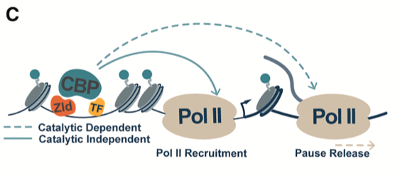 Excited to share our new paper in <a href="/MolecularCell/">Molecular Cell</a>  Mol Cell: "Catalytic-dependent and independent functions of the histone acetyltransferase CBP promote pioneer-factor-mediated zygotic genome activation" — the big part of my PhD! cell.com/molecular-cell…