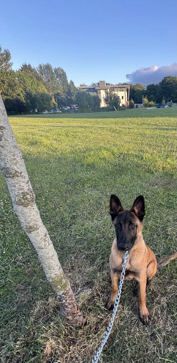 Yesterday I took TPD Odi to the scene of his horrific accident where he collided with this tree &amp; broke his leg. No sign of recognition of the area from TPD Odi or any signs of PTSD displayed. His only interest was to cock his leg on the tree. I wish I could be so nonchalant 😂