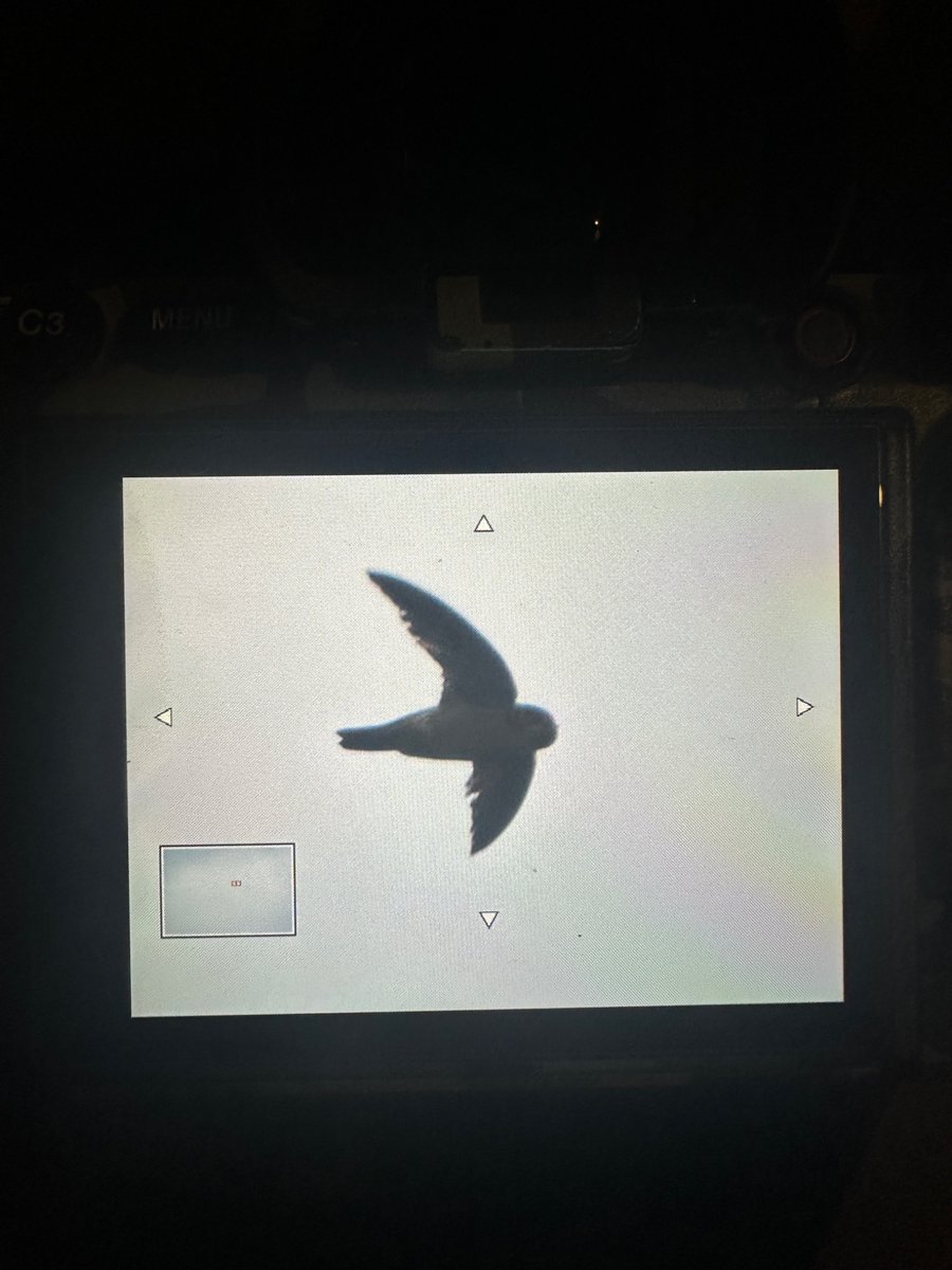 We had wonderful 3 days birding around West Java.

Highlights:
Javan Trogon, Javan Cochoa, Spotted Crocias, Volcano Swiftlet, Horsfield’s Thrush, Tawny-breasted Parrotfinch, Javan Scops Owl, Javan Frogmouth, Salvadori’s Nightjar, and some more..