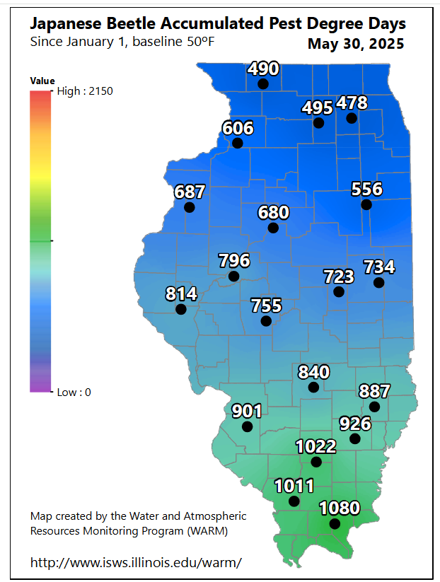 WARM_ISWS's tweet photo. Adult Japanese Beetles begin emerging when pest degree days are greater than 1020. We have reached that at the ICN Dixon Springs and Rend Lake stations and the DDs are quickly rising at other stations. Keep track at https://t.co/J4G4I89APV. #ilwx #PDDs @ILPestSurvey https://t.co/mFcgv1xllA