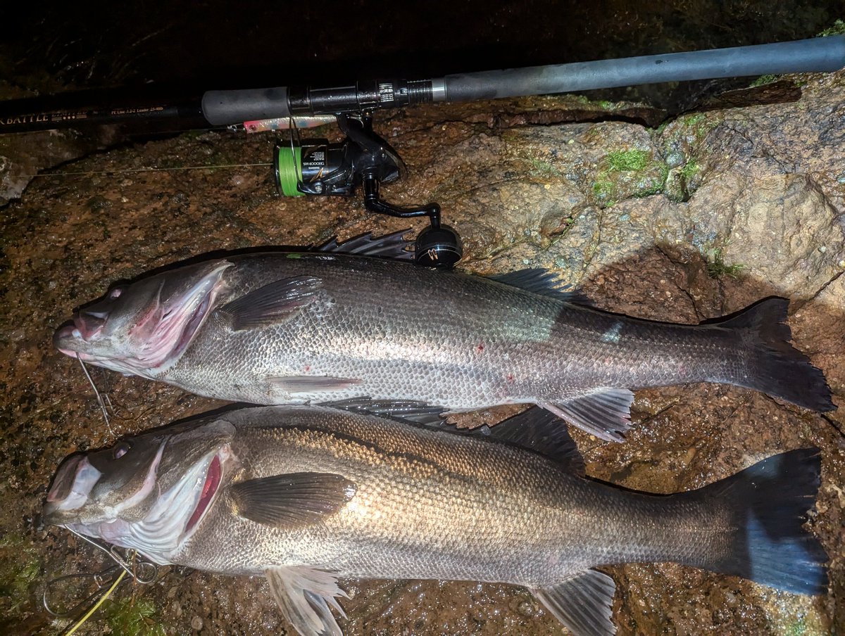 前日釣れたら次の日も行っちゃうよね😅
#男鹿
#磯マル
#4バラシ
#2キャッチ