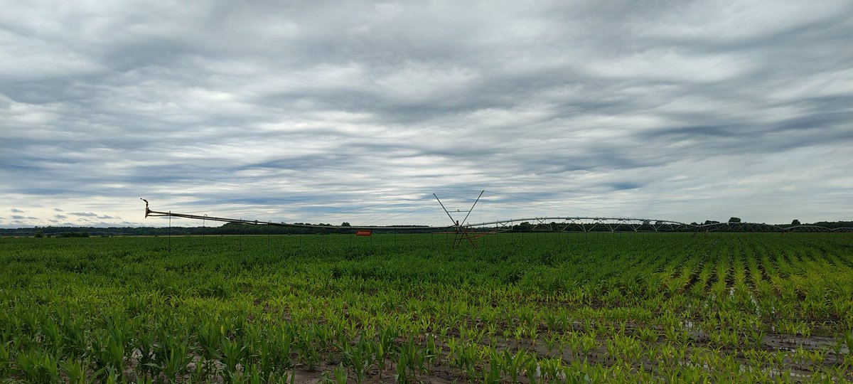 Así están los cultivos en Carolina del Sur (zona centro del estado). Maíces a punto de tirar la panoja, maní emergido (twin rows) y algodón con las 1ras hojas verdaderas. Soja igual y trigo para cosechar