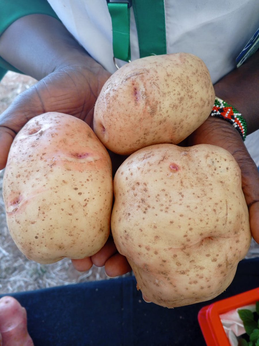 At our exhibition stand, young participants explored:  Modern seed potato production  Value addition techniques  Market linkage solutions  The energy was high,  This growing passion for agribusiness is proof that the future of food is in innovative, youthful hands.