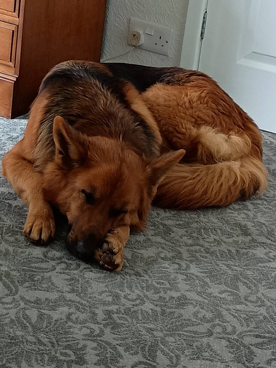 Brea is 2yrs old and she came to us underweight and had been used for breeding, despite her awful start she is a very sweet girl who can live with older kids and other #dogs with correct intros 
#GermanShepherd #Notts 
gsrelite.co.uk/brea/