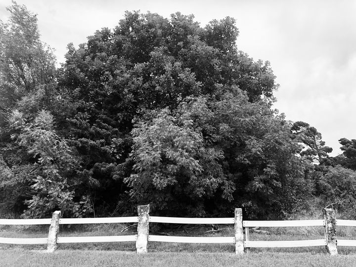 InvestWichita's tweet photo. Art of the Day: "Along the Tree-line". Buy at: https://t.co/K3ugJM5Ijo https://t.co/2dB2JiZDZL