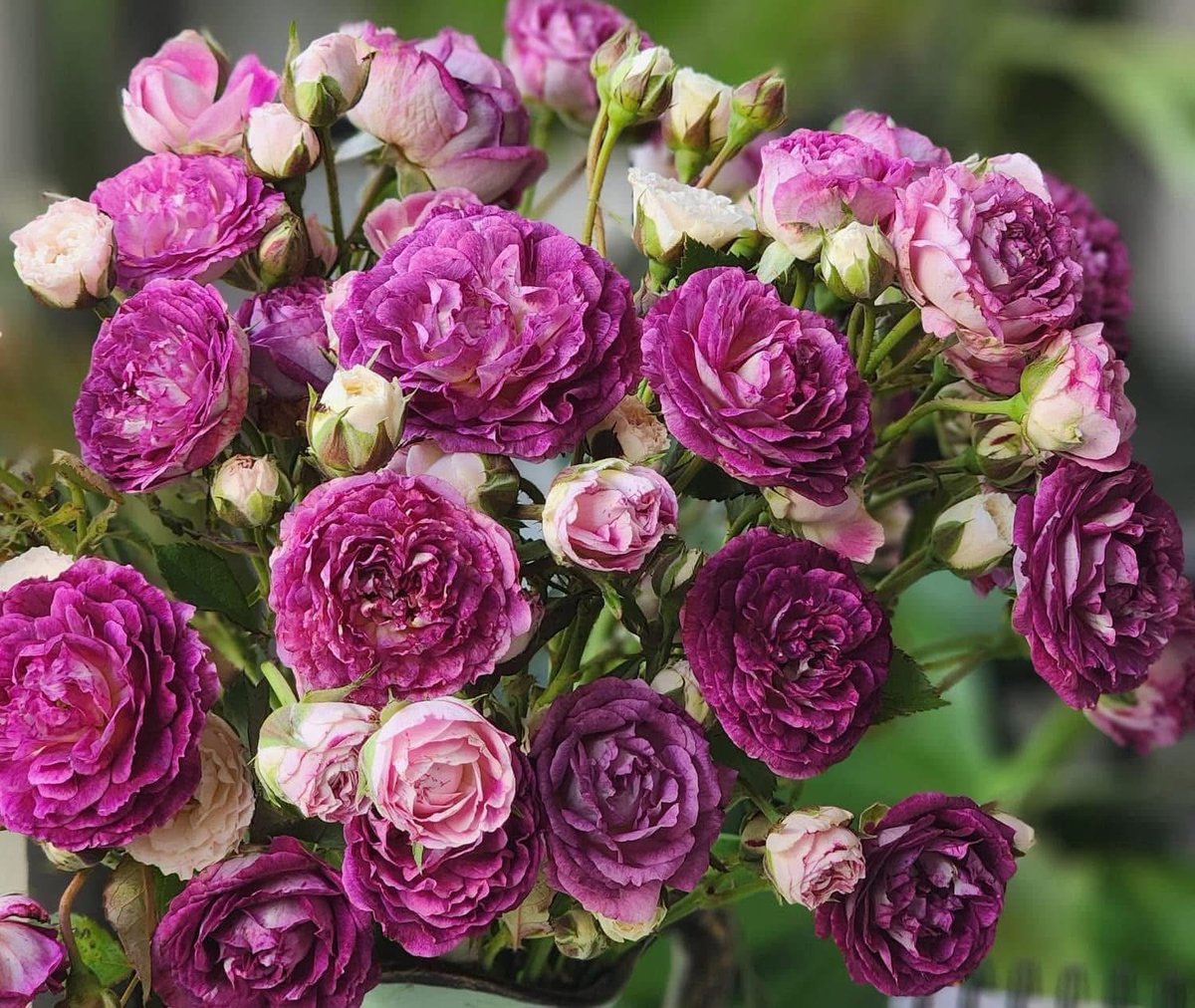 vh_mobile's tweet photo. Lost in a sea of vibrant roses  #FlowerPower #NatureLover https://t.co/1IBdG12jhW