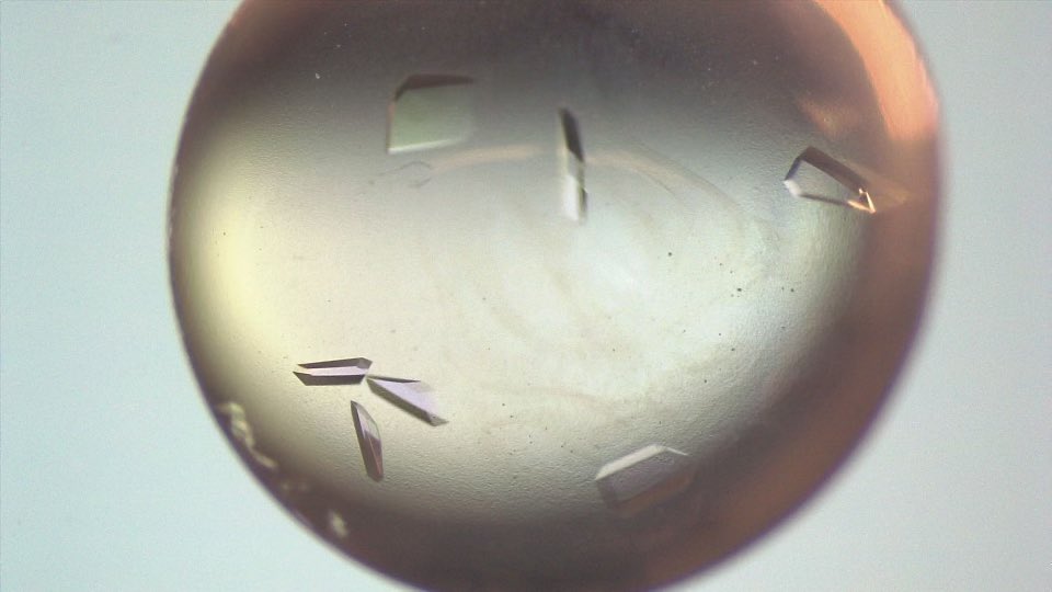 SStaufferPhD's tweet photo. New crystals from structbio team C3TD, group outing May 2025.  Pushing frontier for future anti-cancer therapies. https://t.co/fkC3MKM5i8