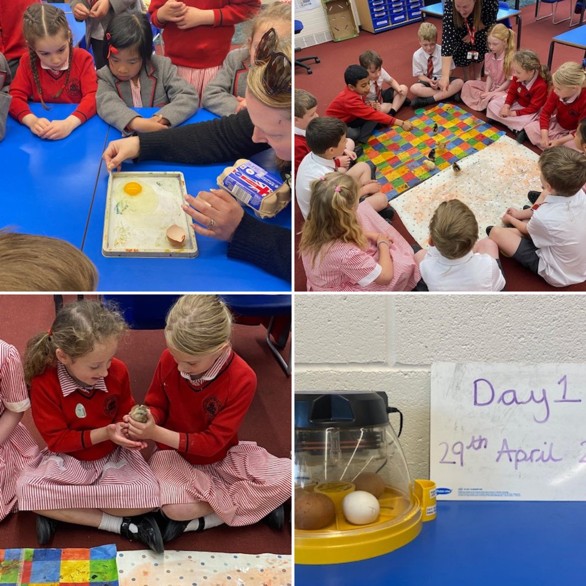 🐣Our Yr 2 students have had an "egg-citing" half term with their "Blooming Lovely" ConnectEd topic 🐣

Our students began the term looking at egg incubation and 7 chicks have now hatched. 

Year 2 also visited Dorothy Clive Gardens to explore the beautiful scenery 🌳

#WeareNULS