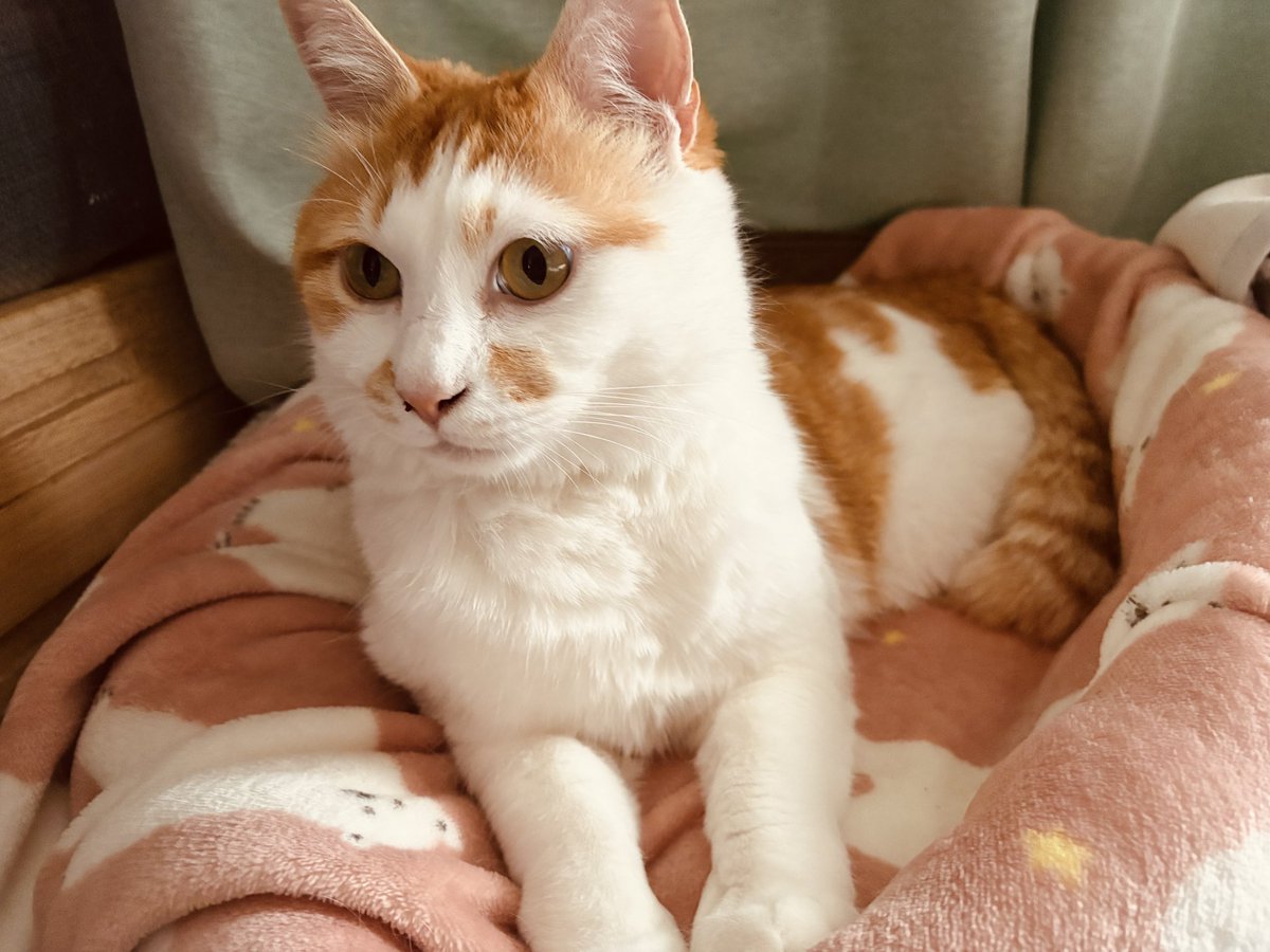 最近お気に入りの場所

#cat #猫のいる暮らし #茶白猫