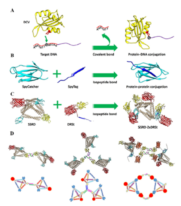 Roman Jerala tweet media