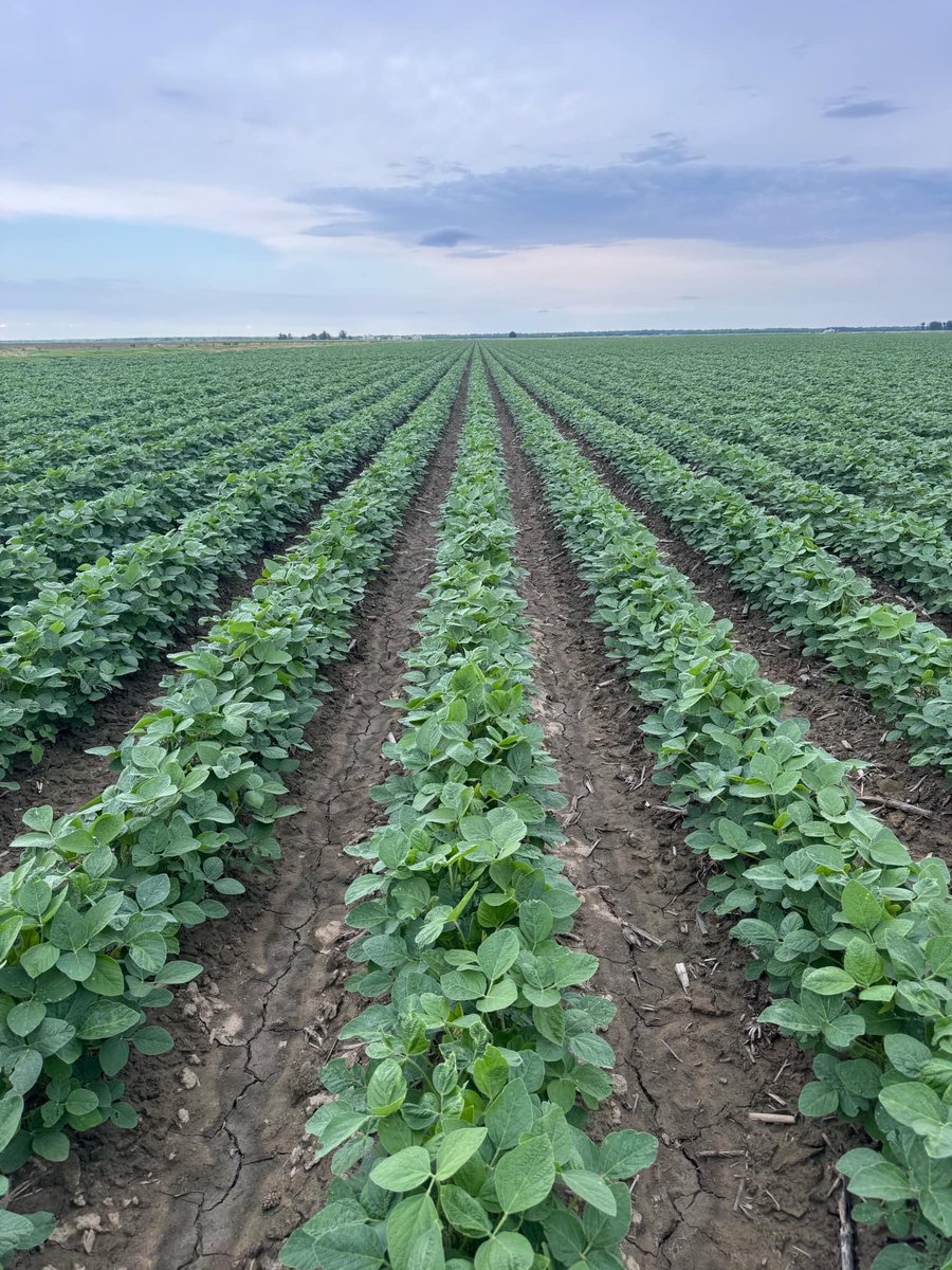 Good news on a Friday morning is hard to beat!
"100% result of y'all's products!"
Kelby Wright shared pictures of an outstanding soybean crop in his Cherry Valley, Arkansas fields. 
#seedguardbio #SweetSuccess #Biohealth #foliark #calbor #aminogro #vermiboost #25croptestimonials