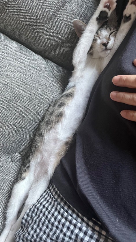 GitTamanegi's tweet image. 