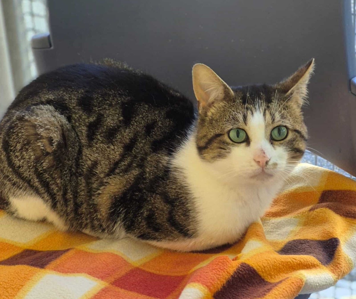ISPCA (@ispca1) on Twitter photo Jimmy is a timid boy who is looking for a home that will give him the patience and care to help him become a confident and well rounded cat. He gets along nicely with other cats and would do best with another self-assured cat in the home.
π»: 087 995 0458 | rehoming@ispca.ie Jimmy is a timid boy who is looking for a home that will give him the patience and care to help him become a confident and well rounded cat. He gets along nicely with other cats and would do best with another self-assured cat in the home.
π»: 087 995 0458 | rehoming@ispca.ie