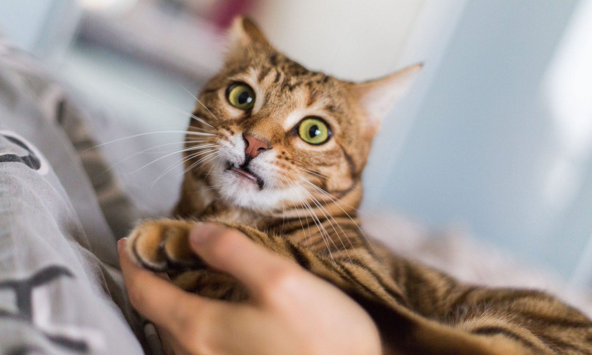 Happy Feline Friday! If your household includes a cat, this article is a MUST-READ! bit.ly/4g06MAX .