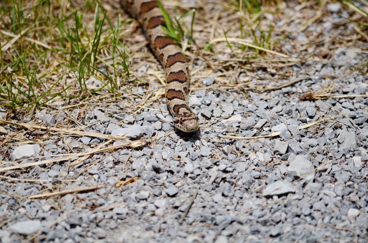 Did you know the non-venomous milksnake gets its name from an old folktale about it sneaking into barns to drink cow's milk? 🐍🥛

Learn more about the milksnake and the 41 other species at risk that are protected here at #RougeNUP🌿parks.canada.ca/pn-np/on/rouge…

📷Bob Hilscher