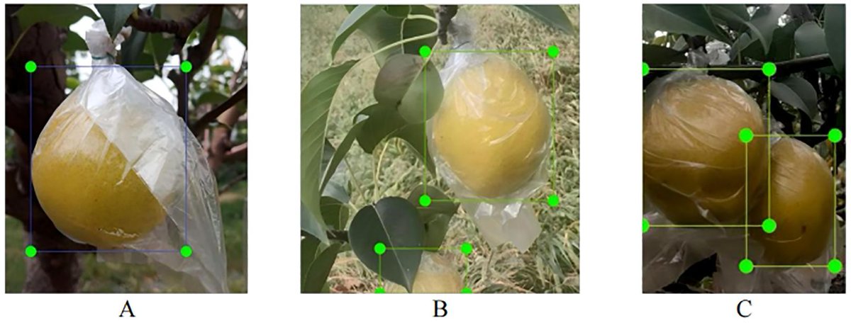 AHG-YOLO: multi-category detection for occluded pear fruits in complex orchard scenes 

frontiersin.org/journals/plant… 
♻️