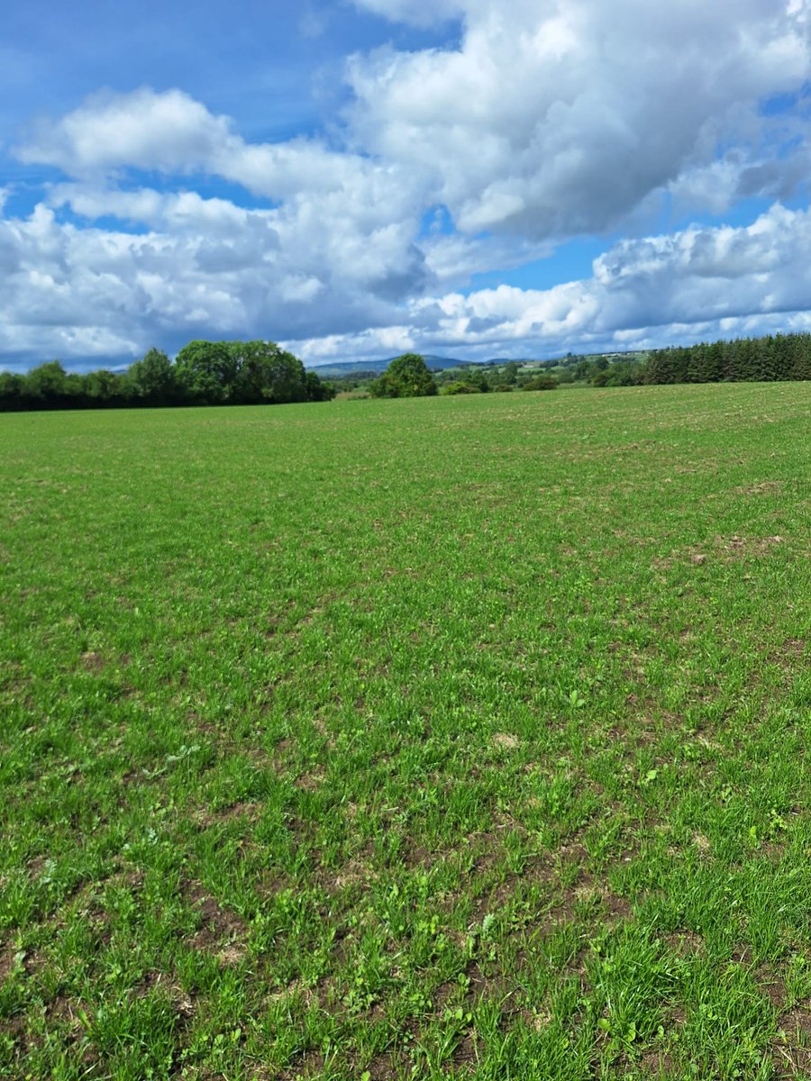 Out walking a reseeded field in Thurles today. Top dressing with nitrogen advised, to be sprayed with Pro clova once the weather conditions are suitable for application #centenaryagri