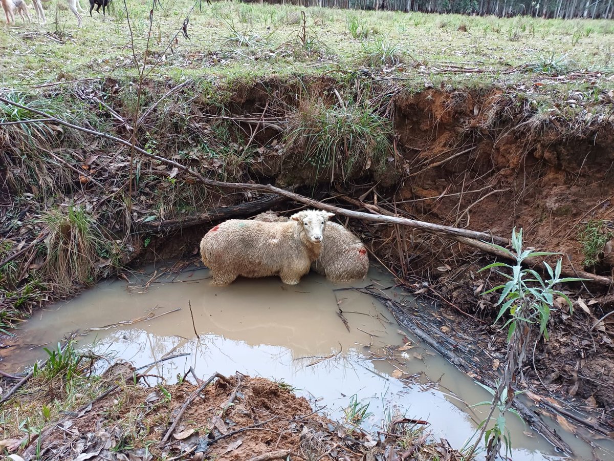 Ataque de perros en Blanquillo genero muerte y mordeduras de ovejas en local feria y productor rural.