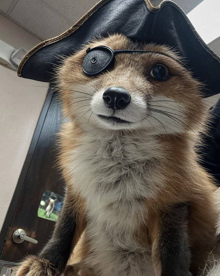 YARRGGGHG IT ONCE AGAIN BE FOX FRIDAY MATTIES