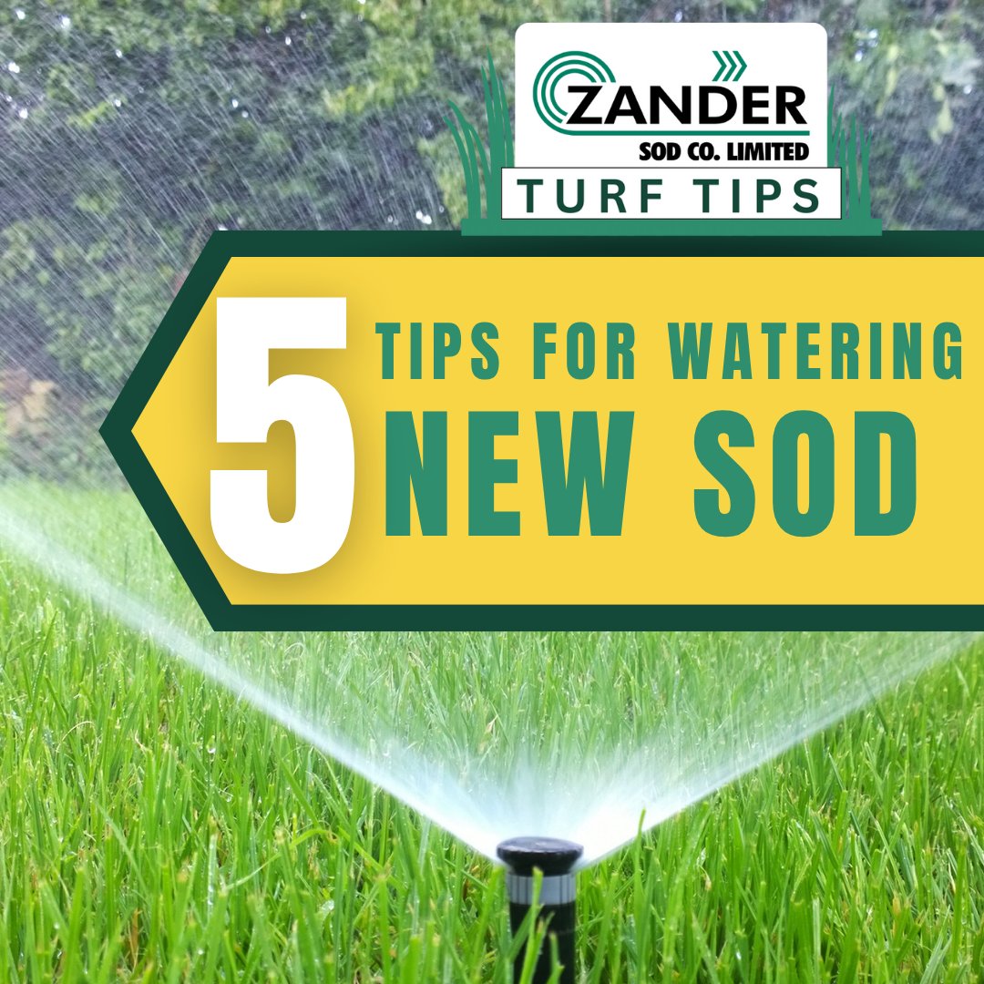 To water or not to water? That is the question. There are many factors that determine this:⁠
☀️ Temperature⁠
☀️ Direct sunlight⁠
☀️ Humidity⁠
☀️ Wind⁠
☀️ Amount of precipitation⁠
⁠
Contact us at zandersod.com/contact/ for more information.