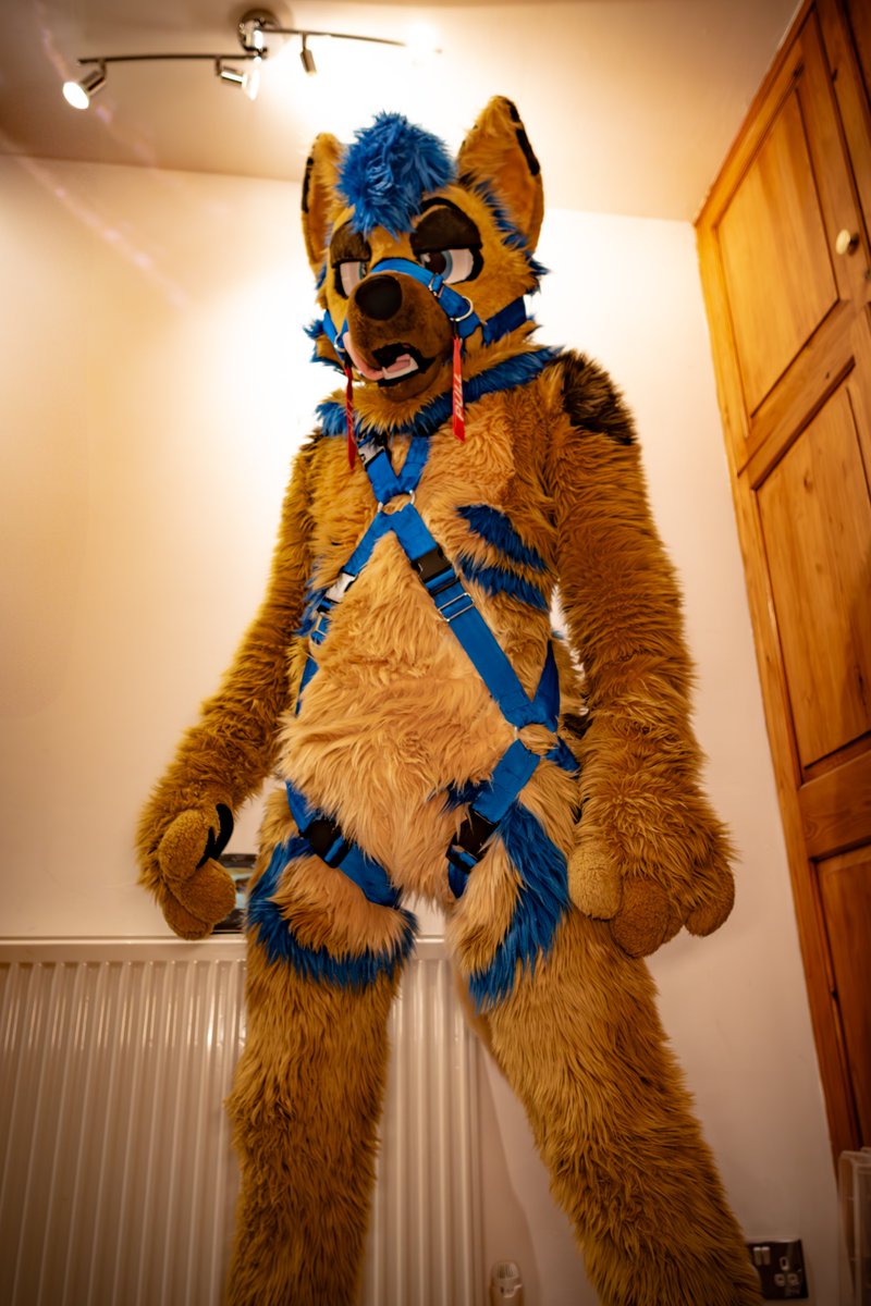 First prototype harness and muzzle I designed and built! 🐾 
The response so far has been super positive! 🥰
I’m thinking of making a small batch if there’s enough interest—fully customizable in any colour!
Let me know if you'd want one! 💙✨
#Furry #FursuitFriday