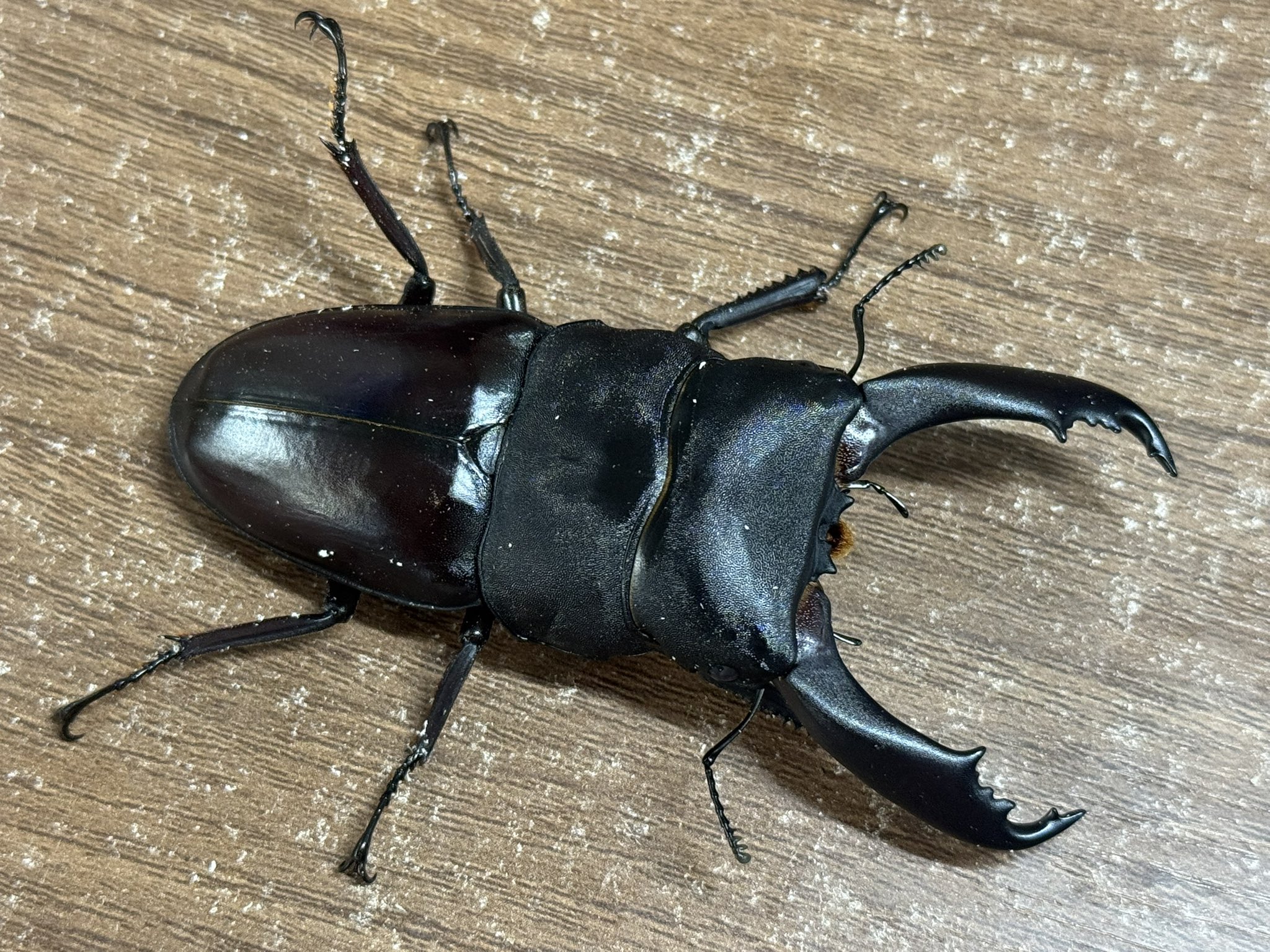 INSECT JOKER official インセクト ジョーカー on X: 