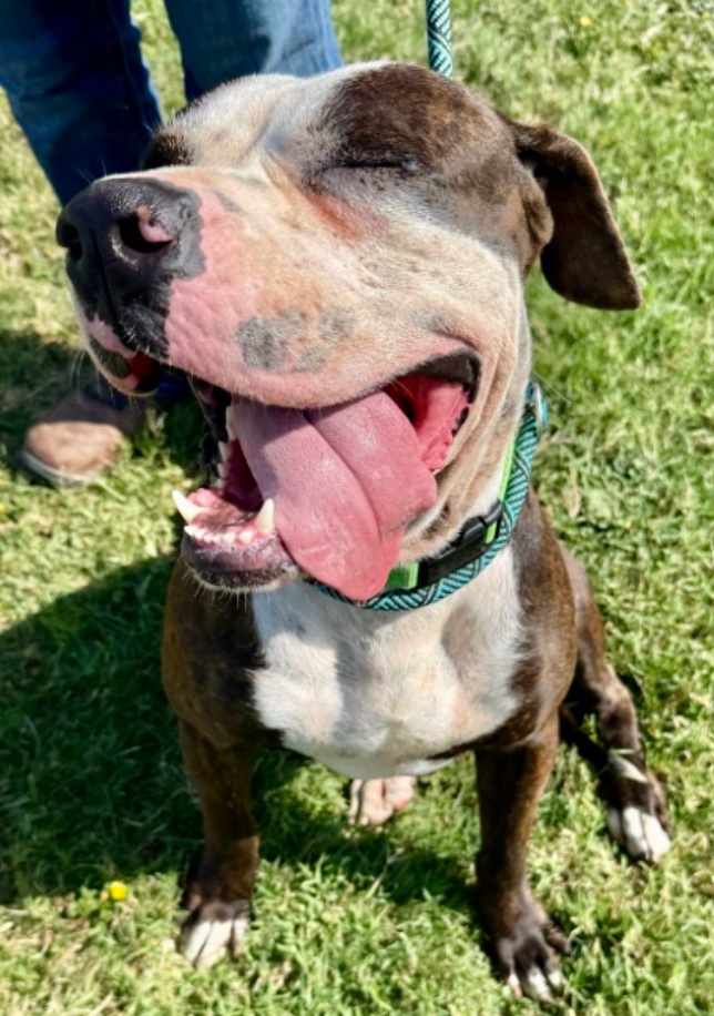 OlwynHope's tweet image. MOBI #A380891 his STILL ALIVE we don’t know for how long TBK at anytime!💉#CorpusChristi Tx 🙏#PLEDGE4 his #RESCUE he was a loving &amp;amp; loyal pet who’s been betrayed by owners😭 left TO DIE A very loving &amp;amp; kind boy easy to get on with everyone &amp;amp; 🐕🐕  a little shy his SO SWEET 🙏