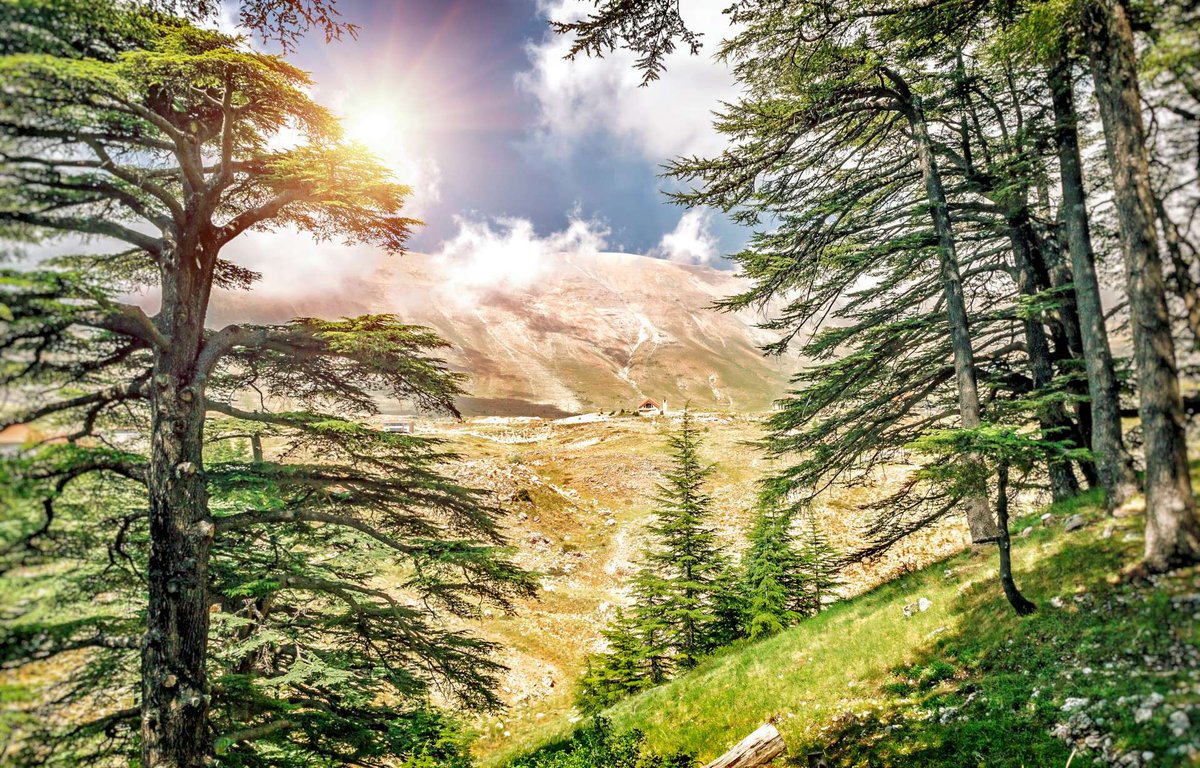 JessicaMachaal2's tweet image. “The glory of Lebanon will come to you, the juniper, the fir and the cypress together, to adorn my sanctuary; and I will glorify the place for my feet.”
- Isaiah 60:13
🌲🇱🇧