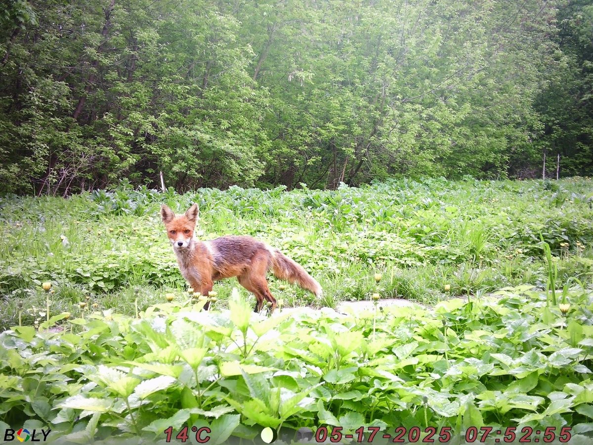 trailcam (@trail_cams) on Twitter photo 