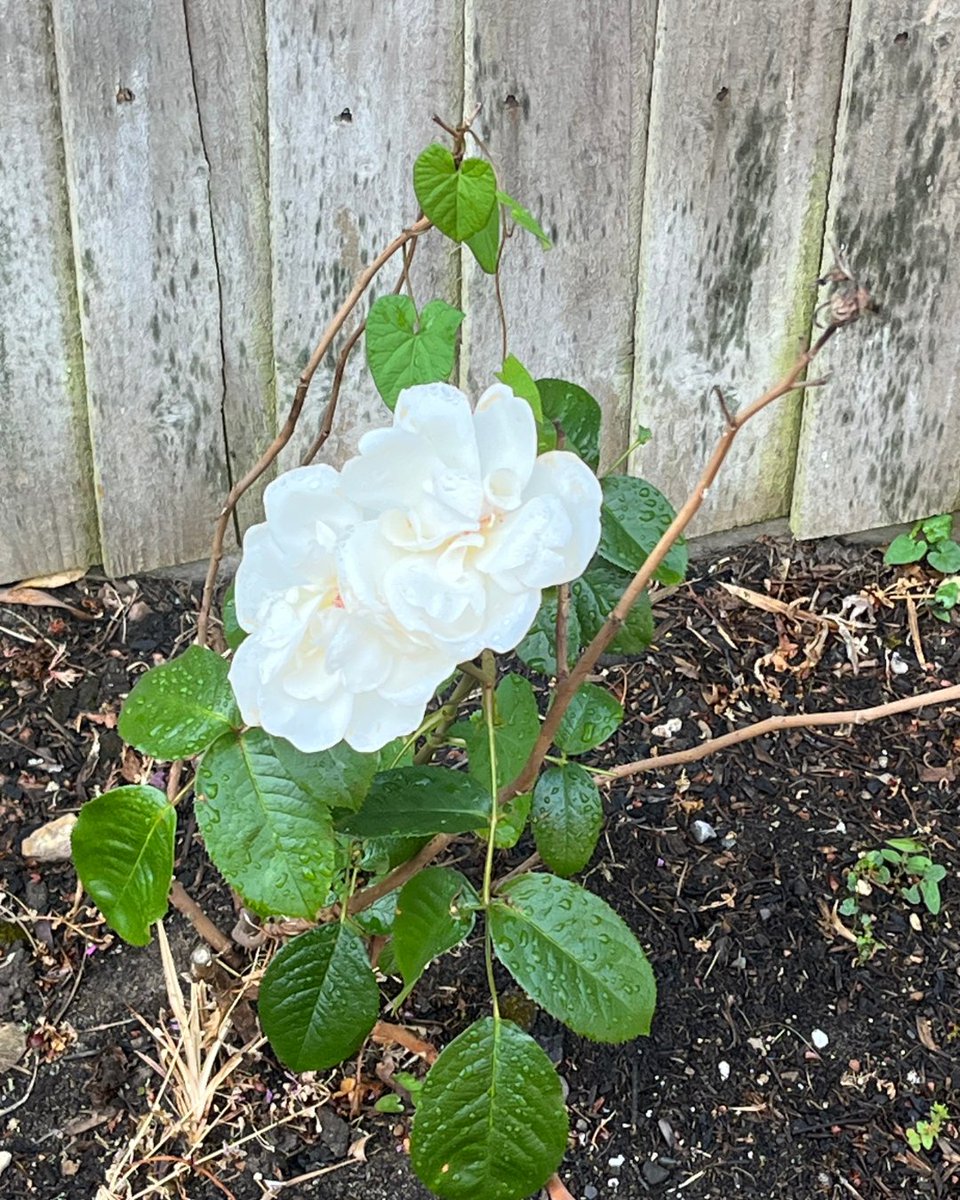 HomeInsteadHant's tweet photo. Last year, one of our carers helped a client with gardeningโa fun way to stay active and enjoy the outdoors.
Now this rose is blooming! ๐น
Looking for support at home? Get in touch.
#HomeCare #Gardening #Wellbeing #HomeInstead https://t.co/XR9qBTDgrk