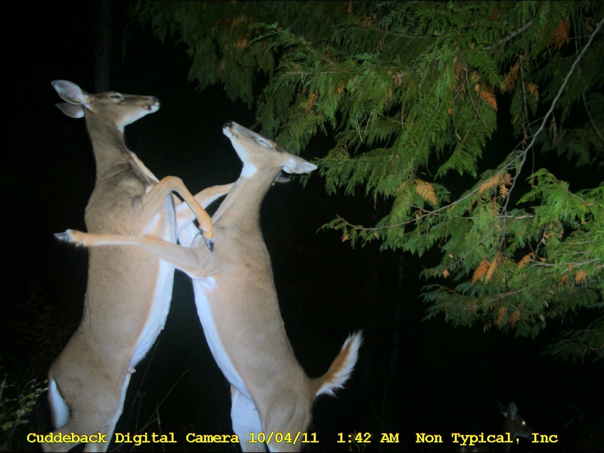 trailcam (@trail_cams) on Twitter photo 