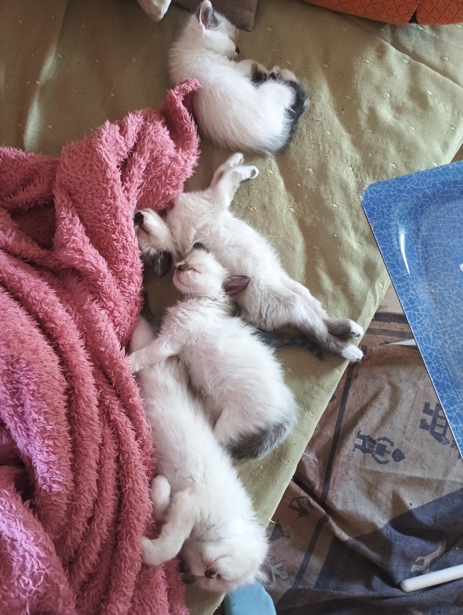 saskia_5's tweet photo. Buenas! Tenemos 5 cositas preciosas que buscan casa. 
Cualquier pregunta podéis escribirme. 
Gracias https://t.co/TYX5RgcgBl