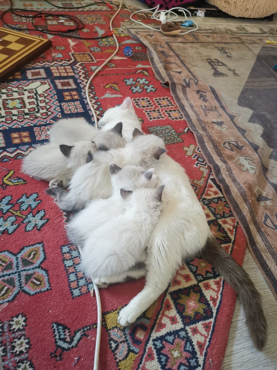 saskia_5's tweet photo. Buenas! Tenemos 5 cositas preciosas que buscan casa. 
Cualquier pregunta podéis escribirme. 
Gracias https://t.co/TYX5RgcgBl