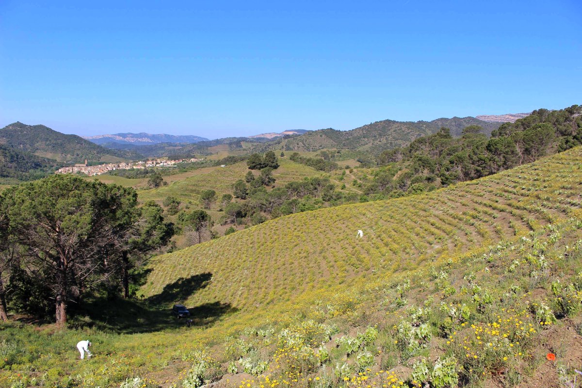 Mas Doix tweet media