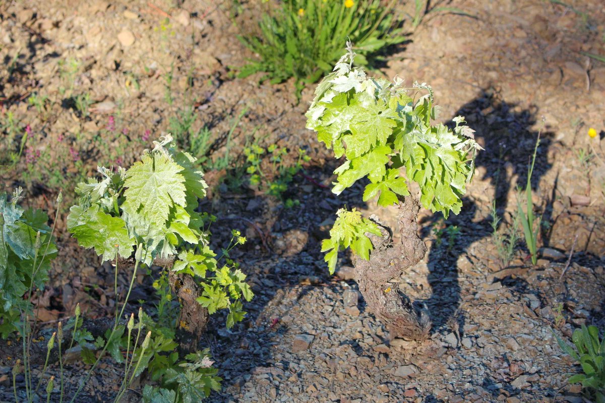 Mas Doix tweet media