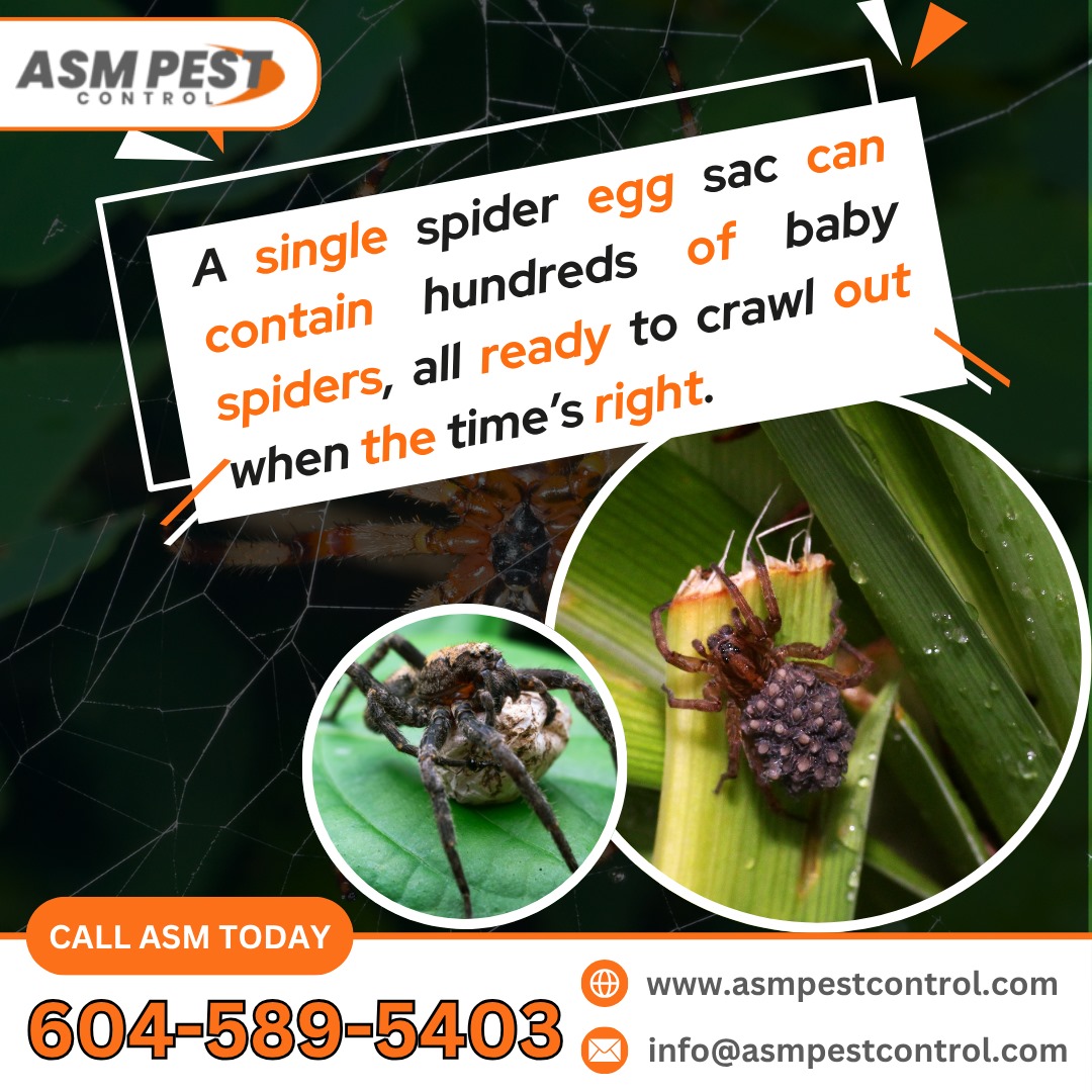 asmpestcontrol's tweet image. At ASM Pest Control, we provide expert spider control services designed to eliminate the threat before it escalates. Protect your space with our fast, effective, and professional service.
📷- 604 - 589 - 5403
📷-asmpestcontrol.com/spider-control…
.
.
.
#ASM, #ASMPestControl, #spidercontrol